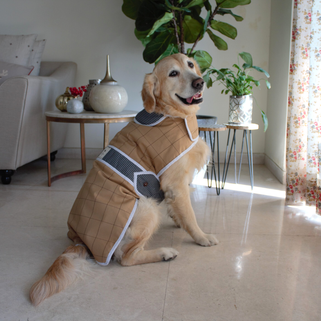 How to choose the right winter clothes for your dog?