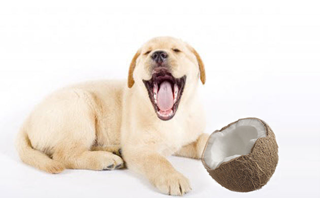COCONUT OIL- THE MIRACLE PRODUCT FOR YOUR DOG