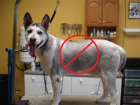 SHAVING YOUR DOG IN SUMMER - RIGHT OR WRONG?