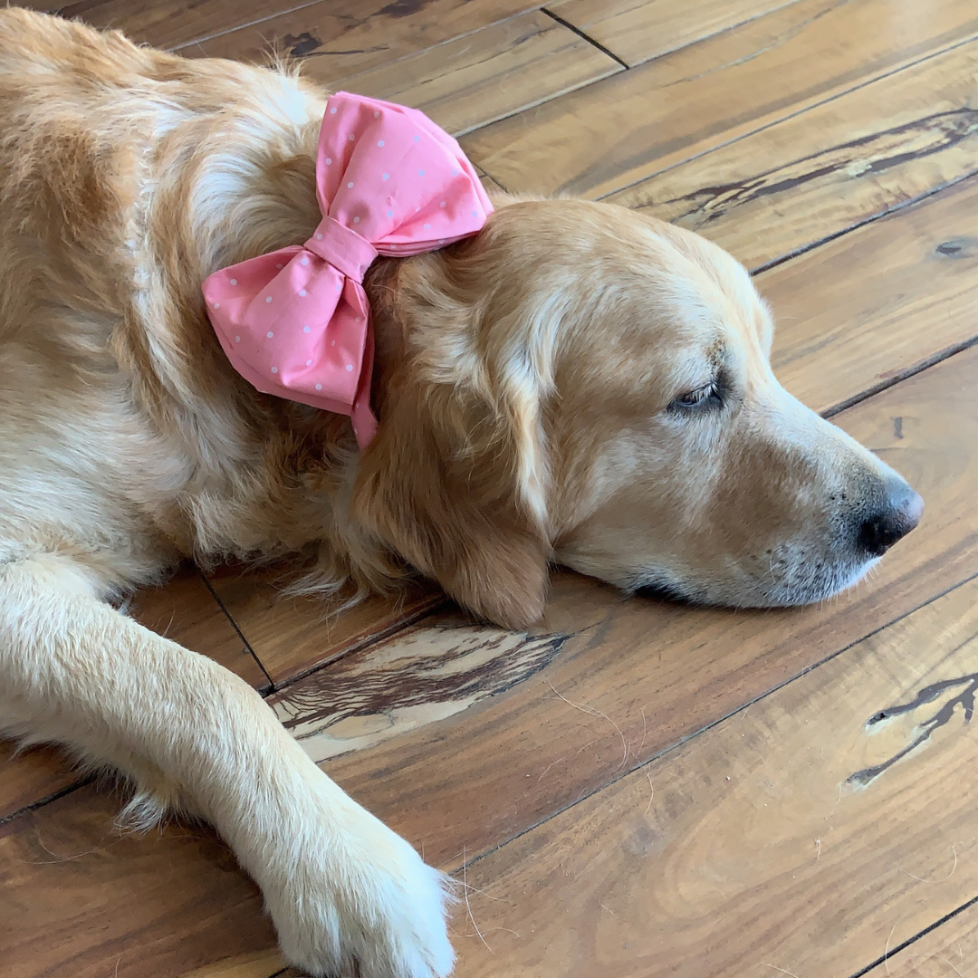 Dog Bow Ties