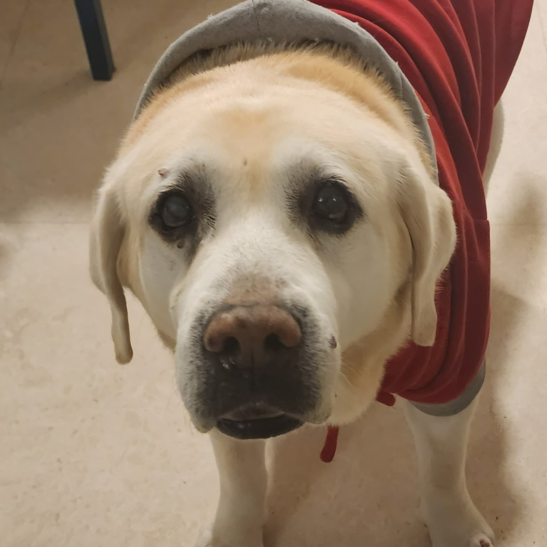 The Bosco Comfort Line | Products for Senior Dogs – PoochMate