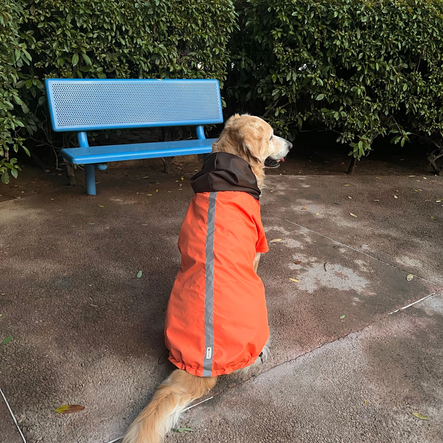Dog Raincoats online India | rain Jackets for dogs India