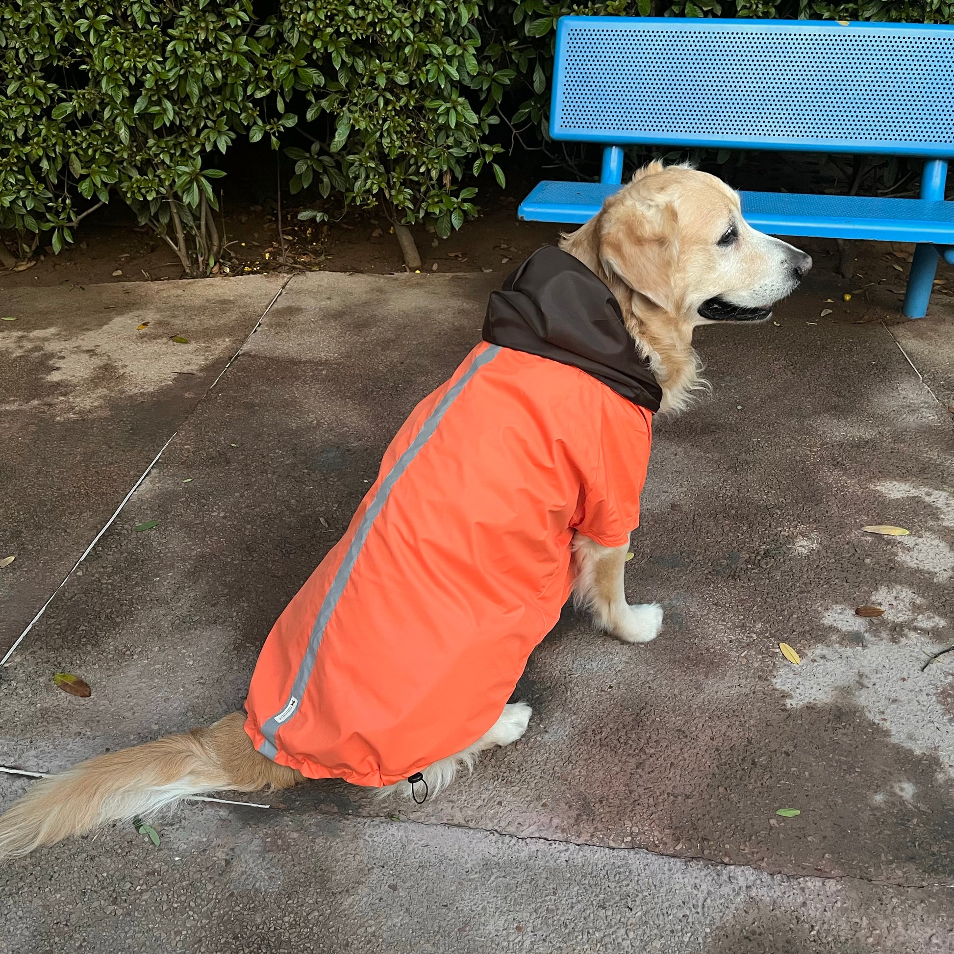 Raincoat for Small Dogs | Raincoat for LARGE Dogs 