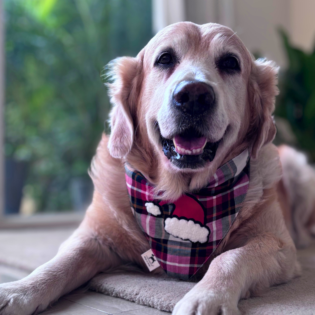 Christmas dog bana | Xmas dog bandana | Dog bandana for Christmas for dogs| PoochMate dog bandana