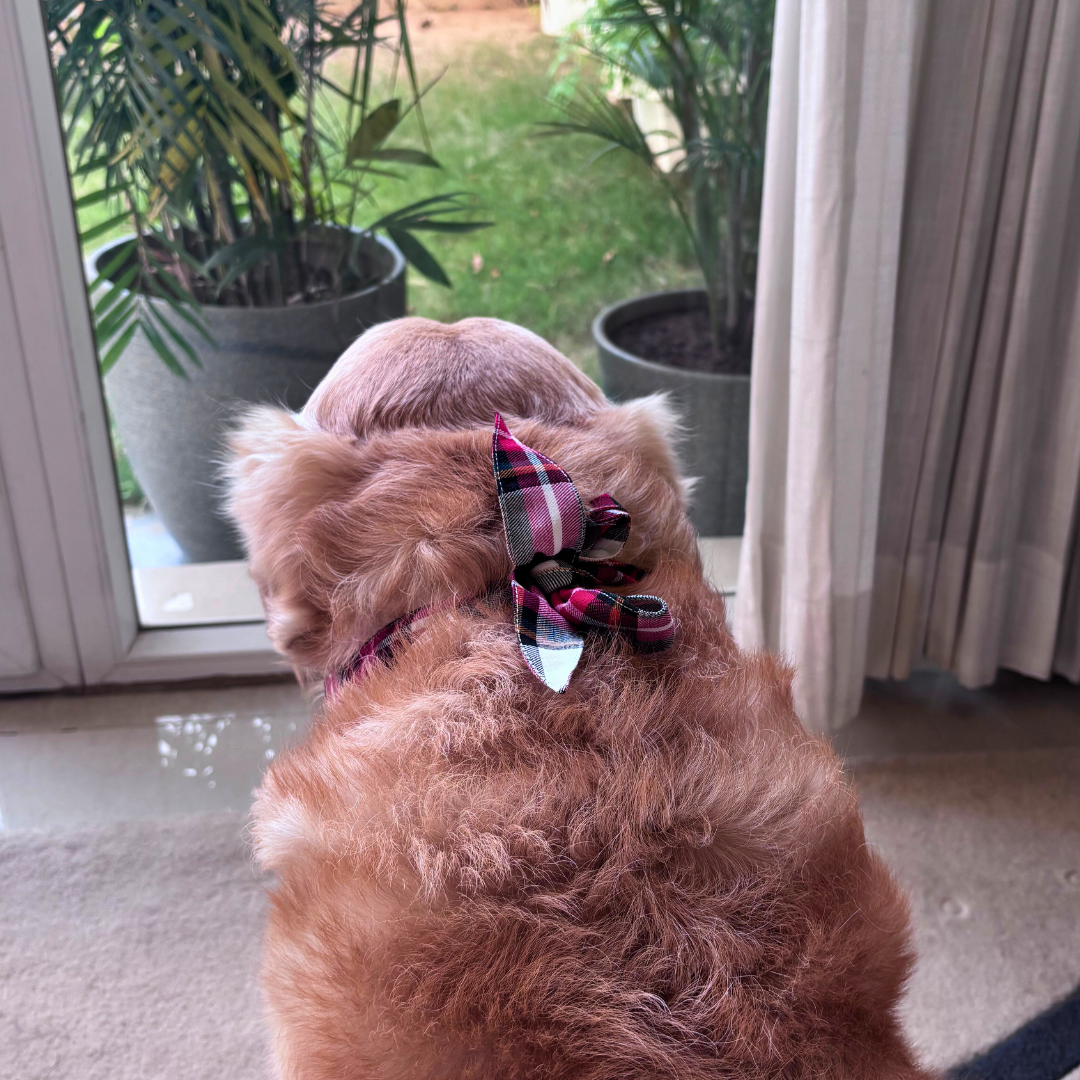 Christmas dog bana | Xmas dog bandana | Dog bandana for Christmas for dogs| PoochMate dog bandana