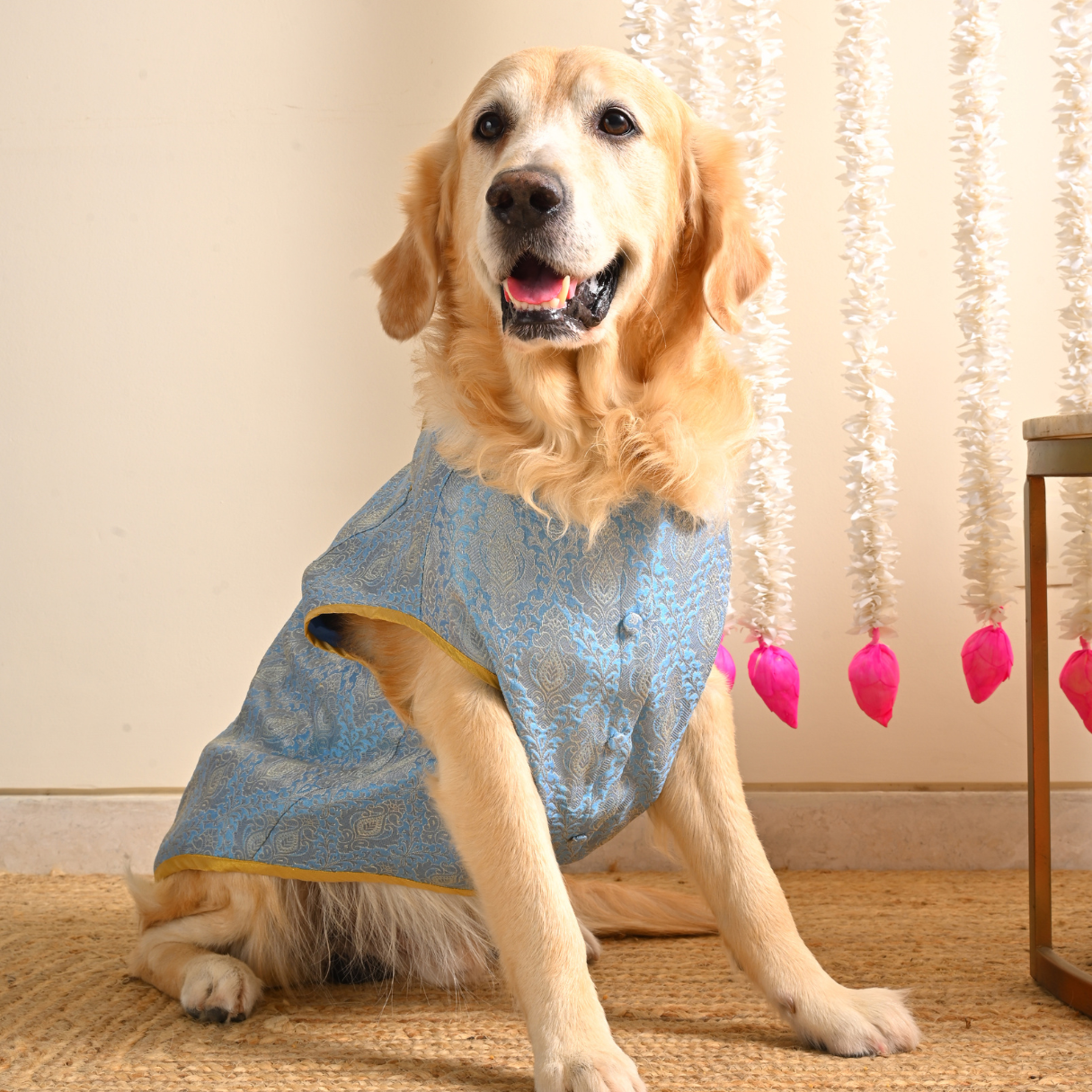 Wedding dog clothes | Diwali sherwani for dogs