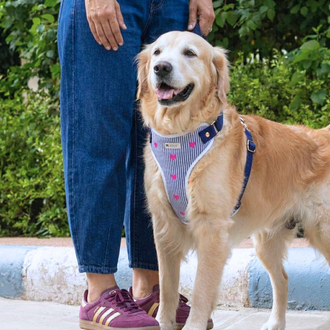 Best Dog Harness & Leash India| Dog Walking Harness | Cotton dog harness India| Pet Harness Sets | PoochMate Harness 
