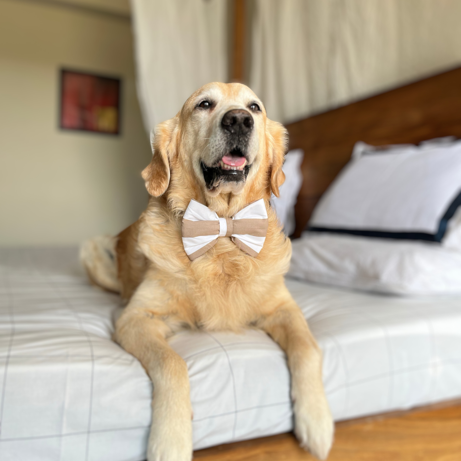 Cotton Dog Bow Tie | Dog Accessories online India