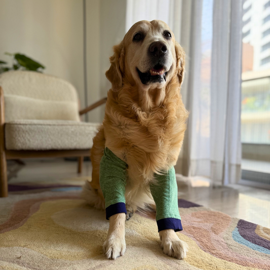 The Bosco Comfort Line : Callus Elbow Protector for Dogs
