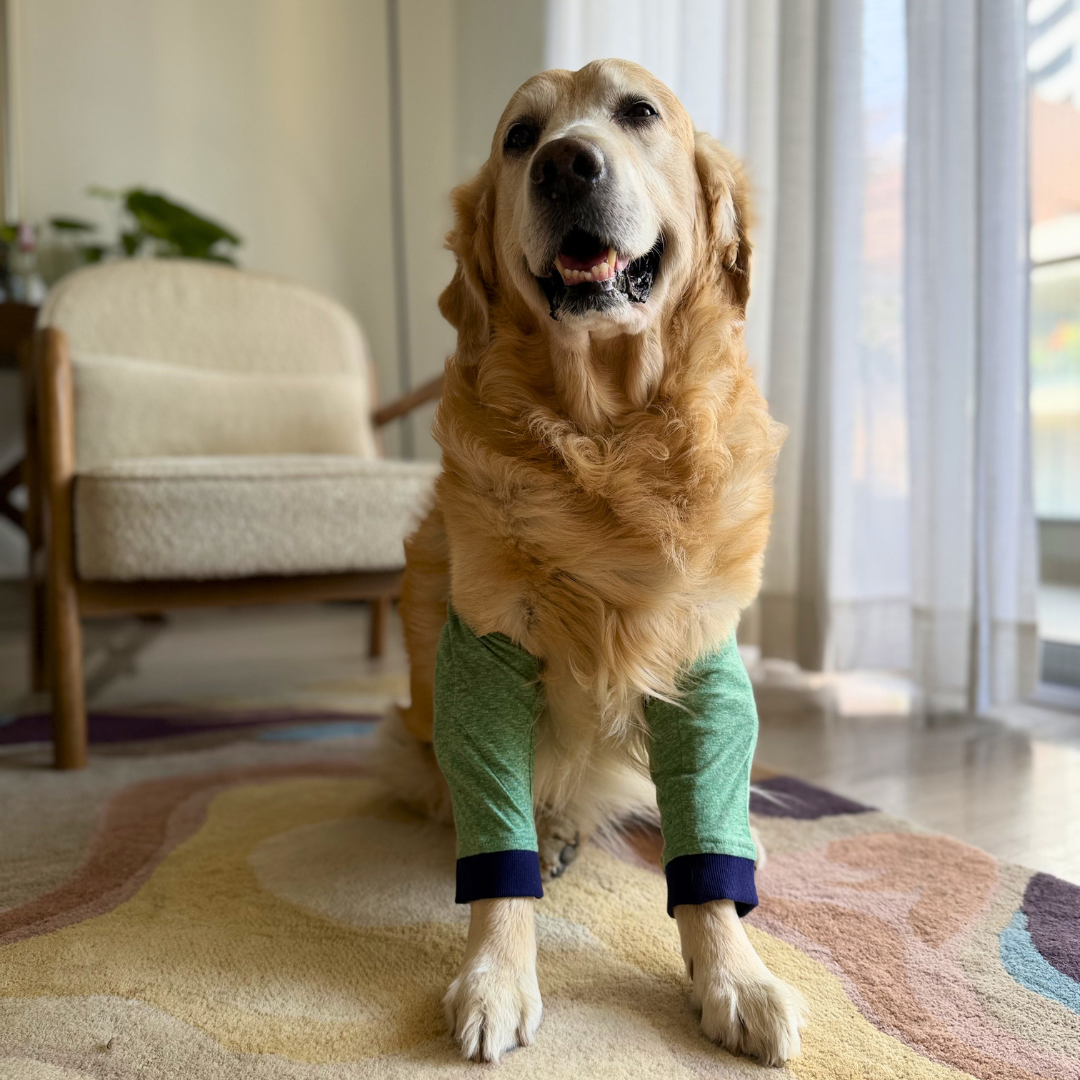 The Bosco Comfort Line : Callus Elbow Protector for Dogs