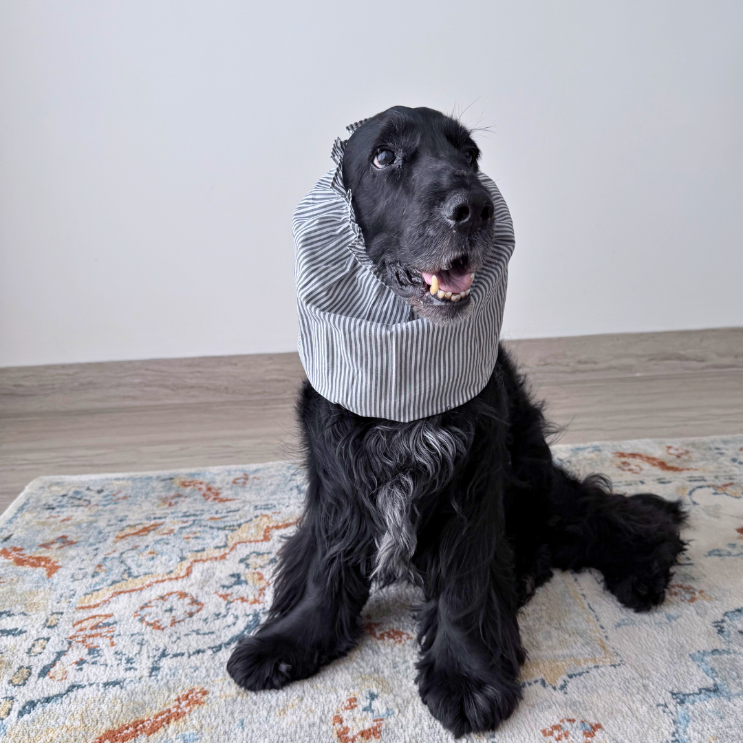 Dog Snood | Dog Snood for Cocker spaniel | Dog Snood for eating | Dog snood for walking | PoochMate Dog Snood | Dog Snood for ears | ear cover for dogs with long ears