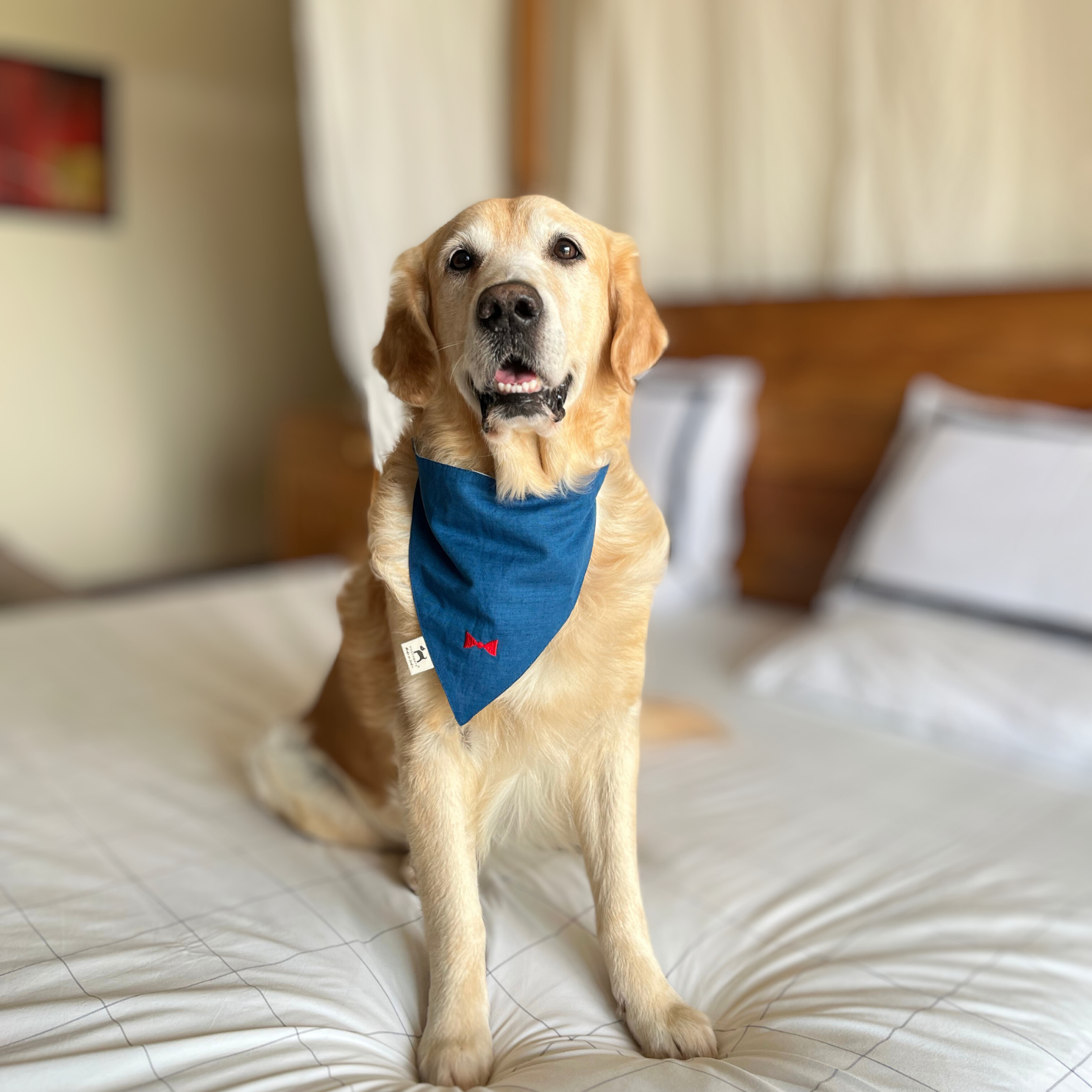 Dog Bandana with embroidery | Adjustable dog bandana 