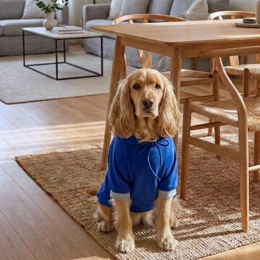 Dog sweatshirt online| Best dog sweatshirts | Dog winter clothes 0nline India | Dog Hoodie 