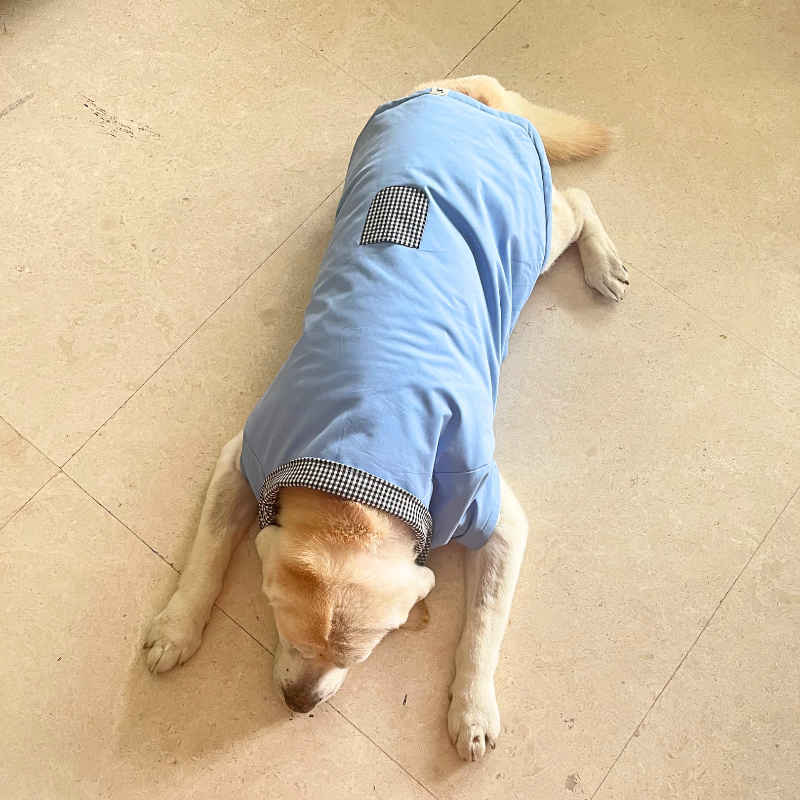 Blue Dog Jacket | Winter Dog Clothes India
