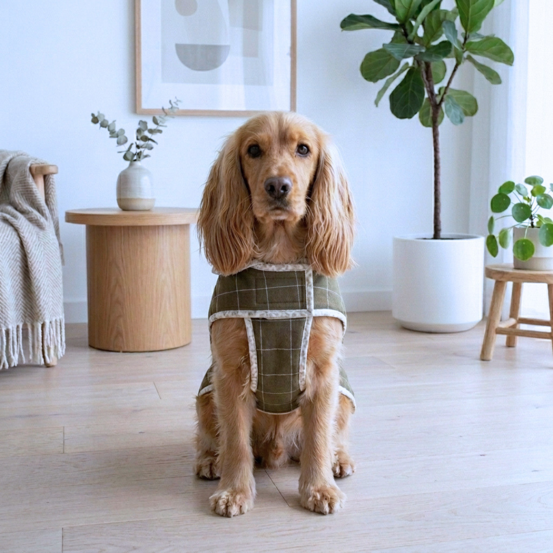 Winter Dog clothes online India | Dog Jackets India| Best winter coats for dog online India | Dog winter coat | Quilted dog jacket | PoochMate