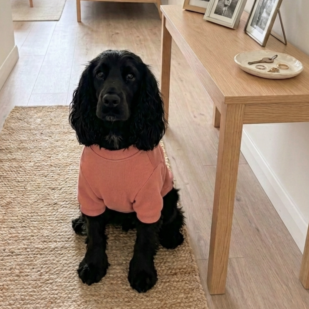 Sweatshirts for large dogs | Small dog clothes online India | Best winter dog clothes India | Winter wear for pets India