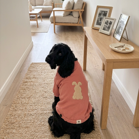 Sweatshirts for large dogs | Small dog clothes online India | Best winter dog clothes India | Winter wear for pets India