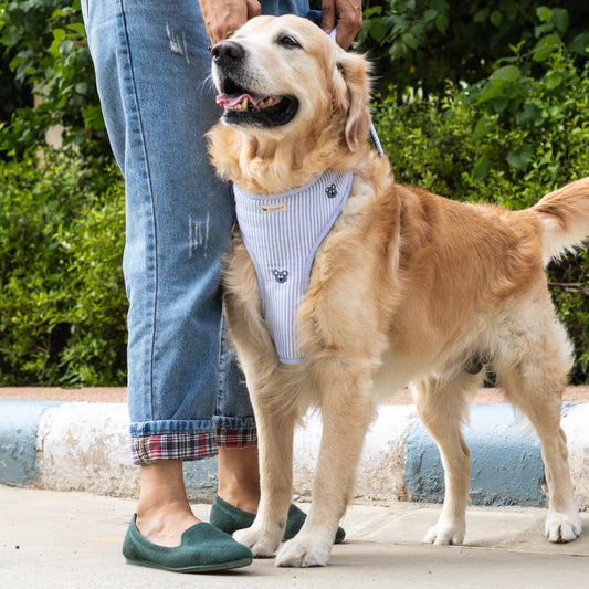 Blue dog Harness | Cotton dog harness & leash set