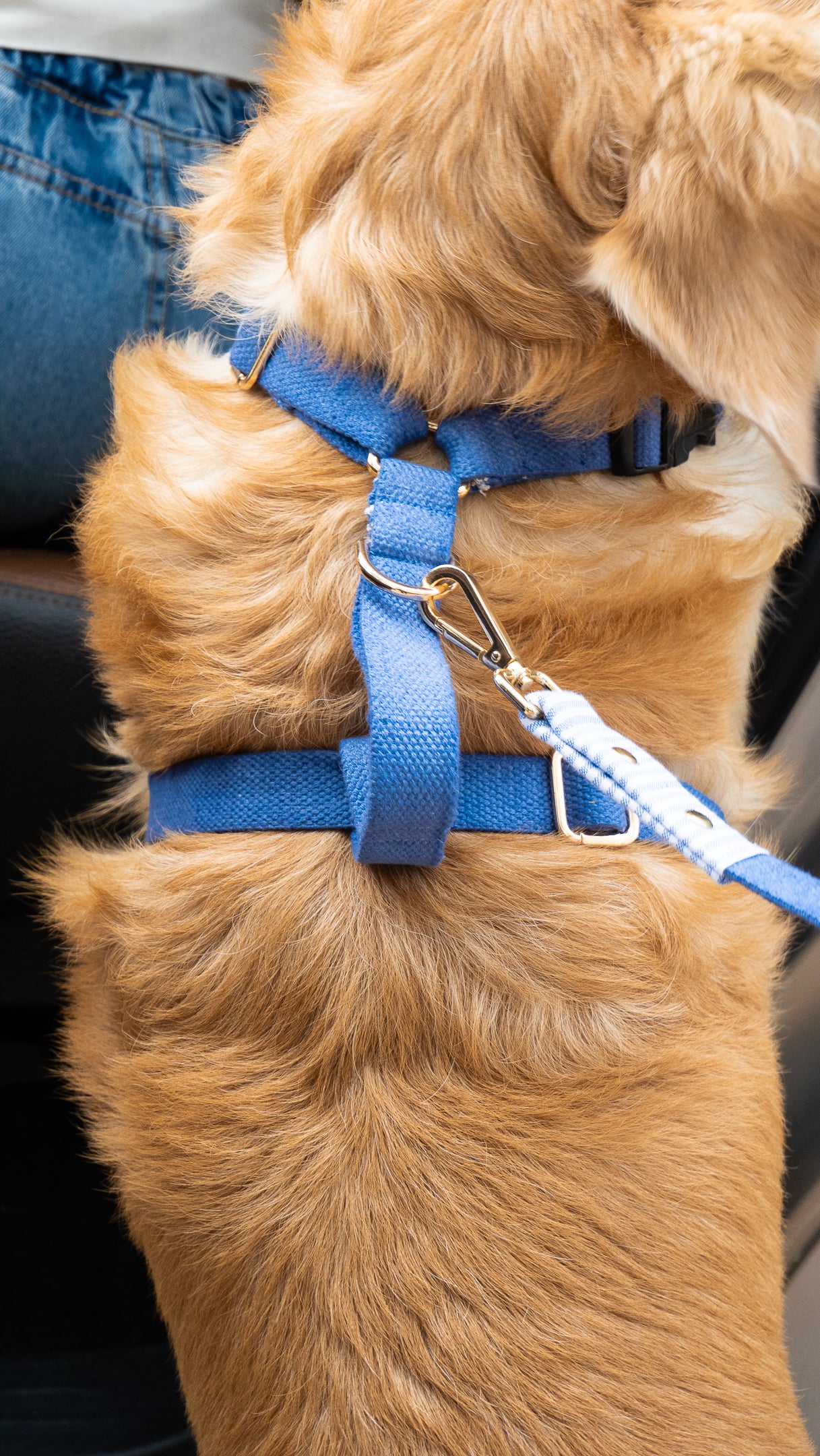 PoochMate Blue Stripe Peanut Koala Dog Harness & Lead Set