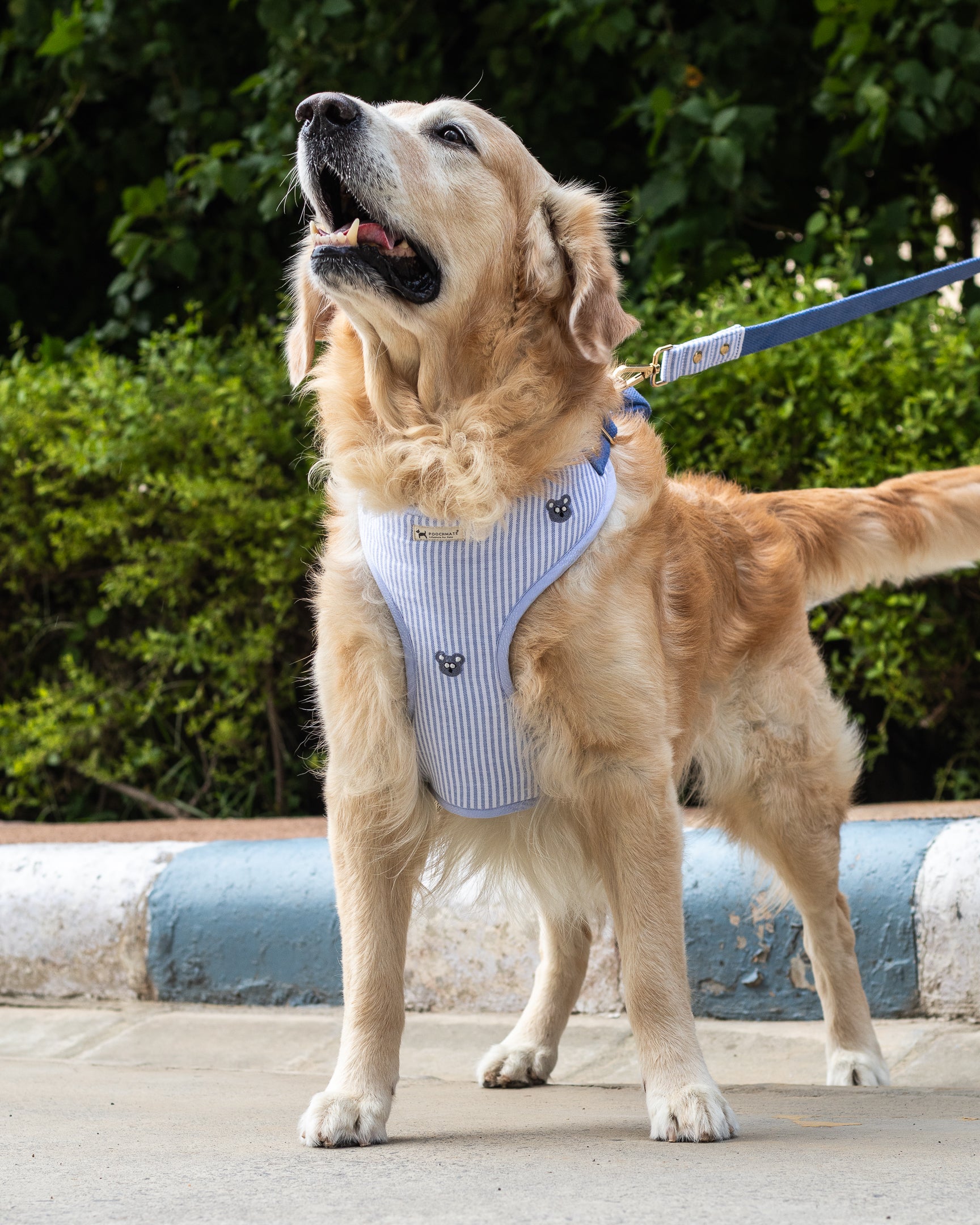 Cotton Dog Harness & Leash Set  PoochMate Blue Stripe Dog Harness