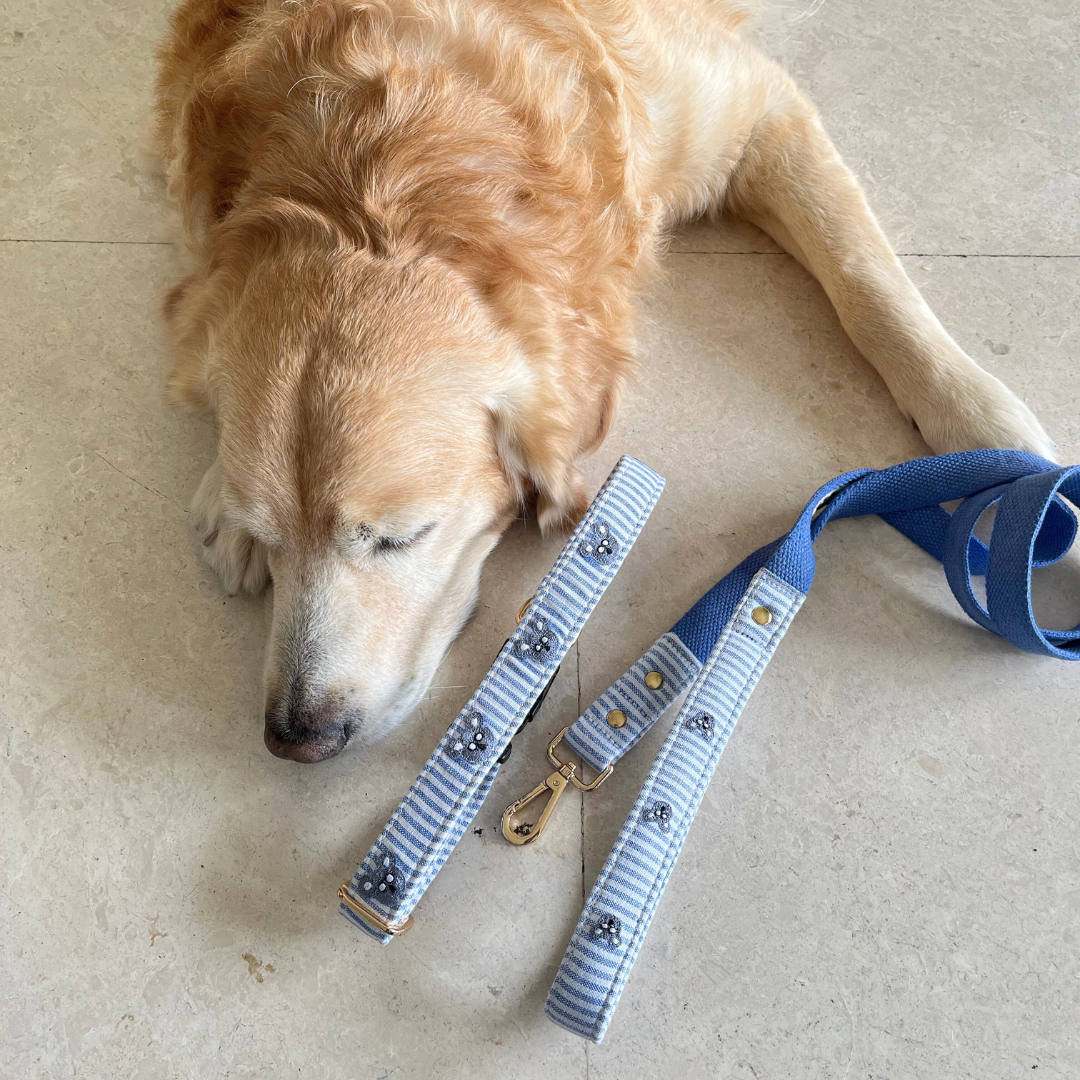 Blue Dog Collar & Leash Set | Cotton Dog Collars online India
