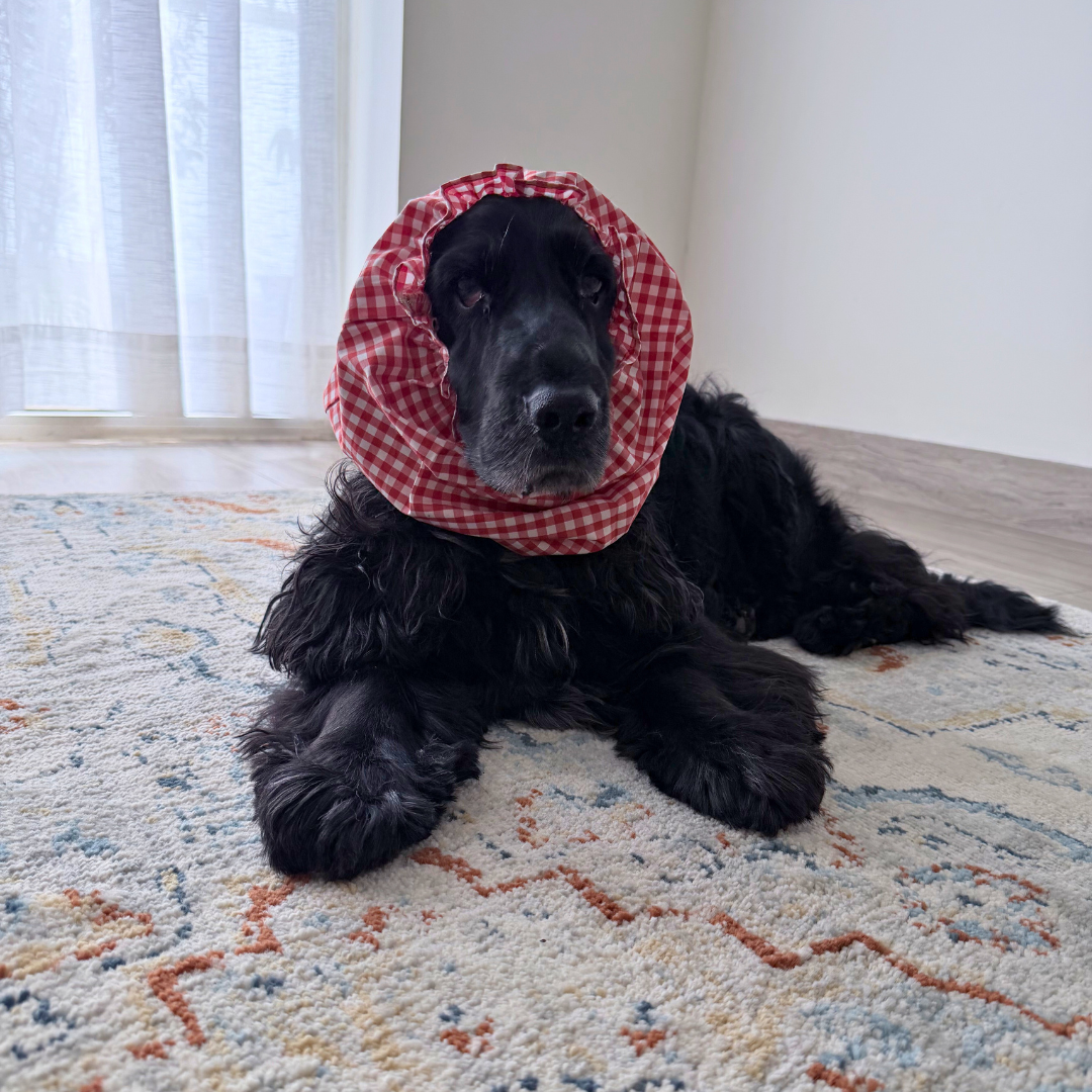 Dog Snood online India| Dog Snood for Cocker spaniel | Dog Snood for eating | Ear cover for dogs with long ears | PoochMate Dog Snood | Dog Snood for ears