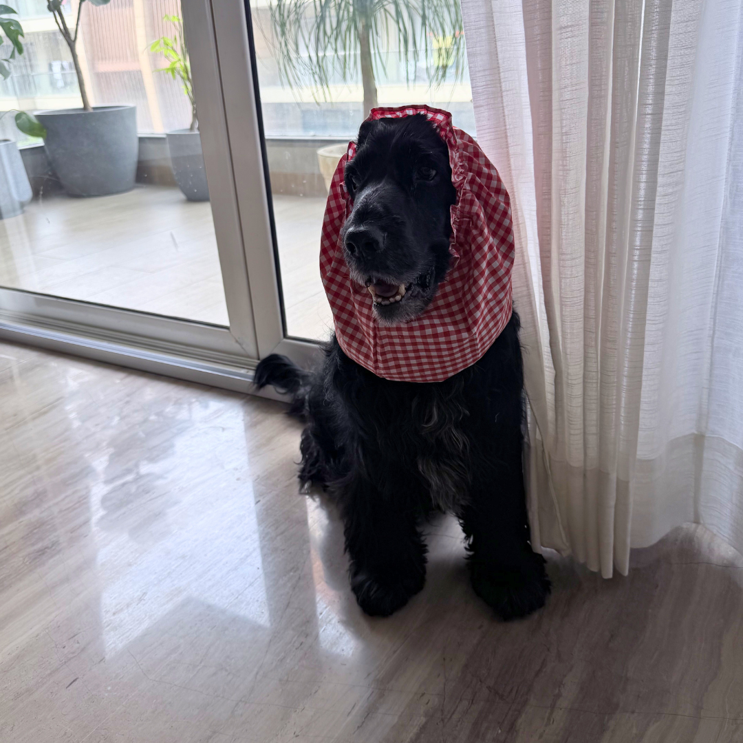 Dog Snood India| Dog Snood for Cocker spaniel | Dog Snood for eating | ear cover for dogs with long ears | PoochMate Dog Snood | Dog Snood for ears