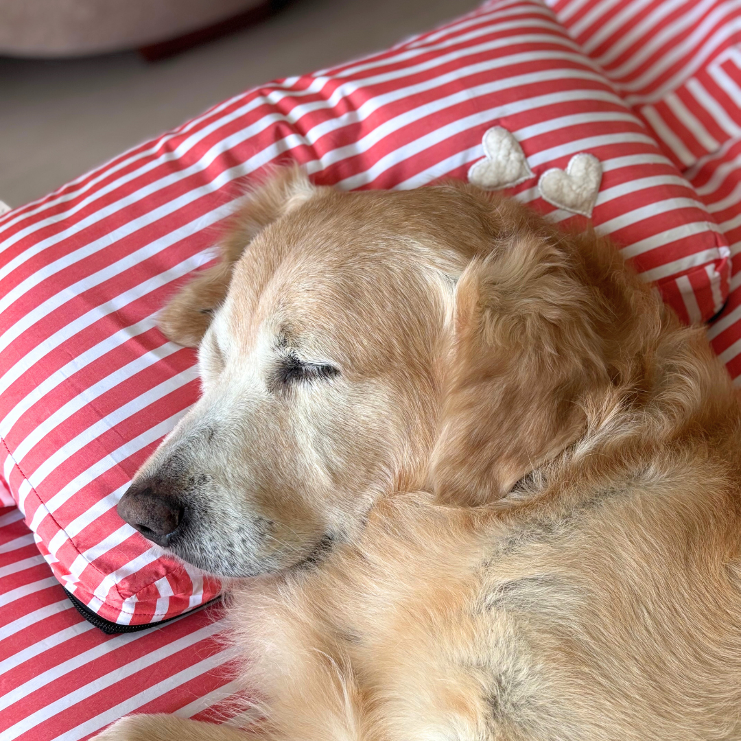 Dog bed with pillow | Washable cotton dog beds online India