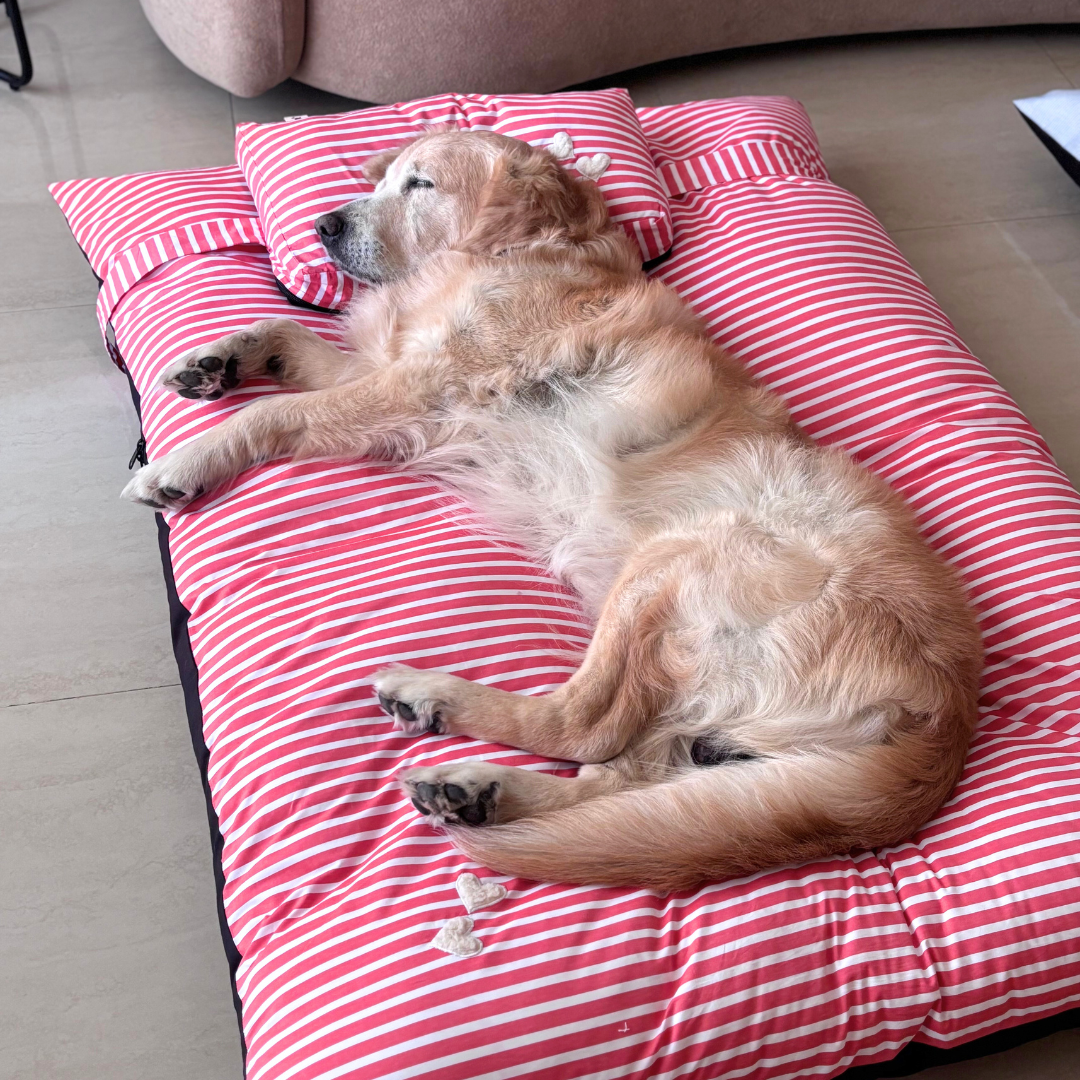 Large dog beds online India | Cotton Dog beds India