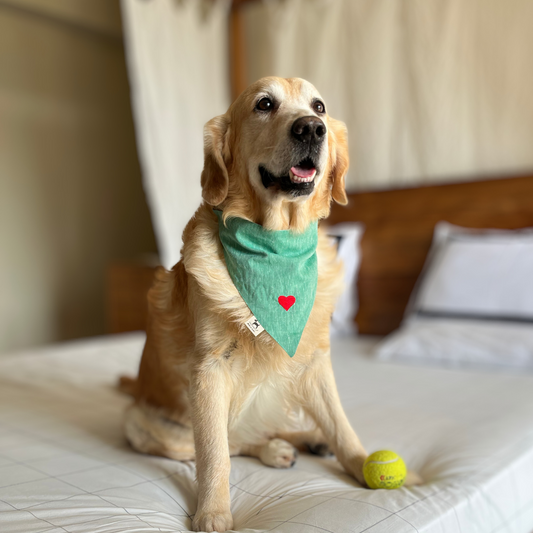 Green Dog Bandana | Luxury Dog Bandanas online India