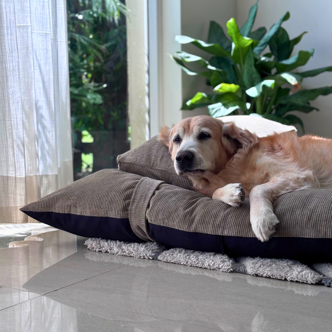 XL Dog Beds | Dog beds with removable covers | PoochMate Dog Beds