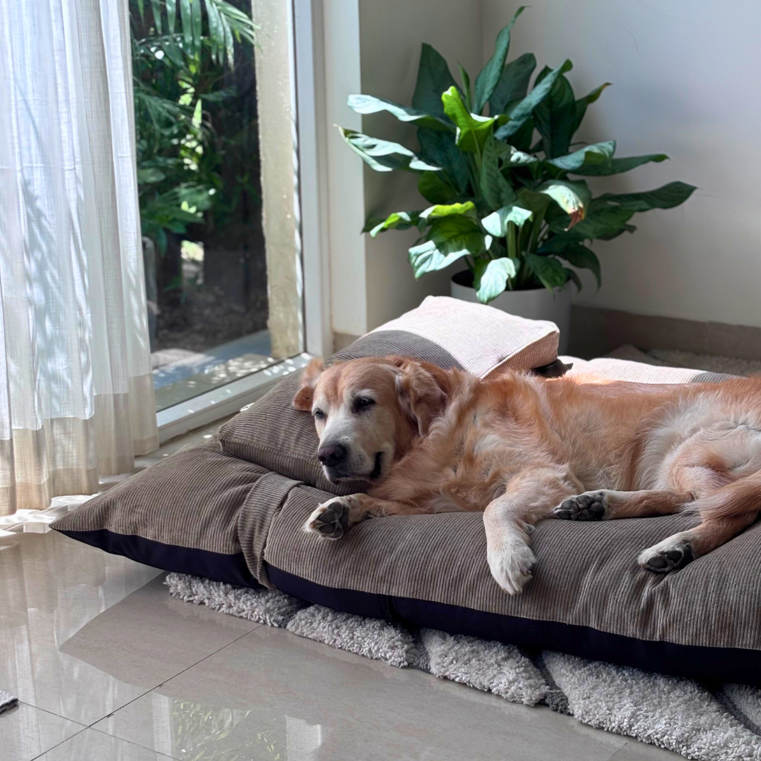 Large dog beds | Cotton dog beds | Washable Dog Beds India