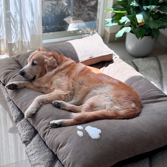 Washable cotton dog beds | Flat Dog Beds online India | PoochMate Beds