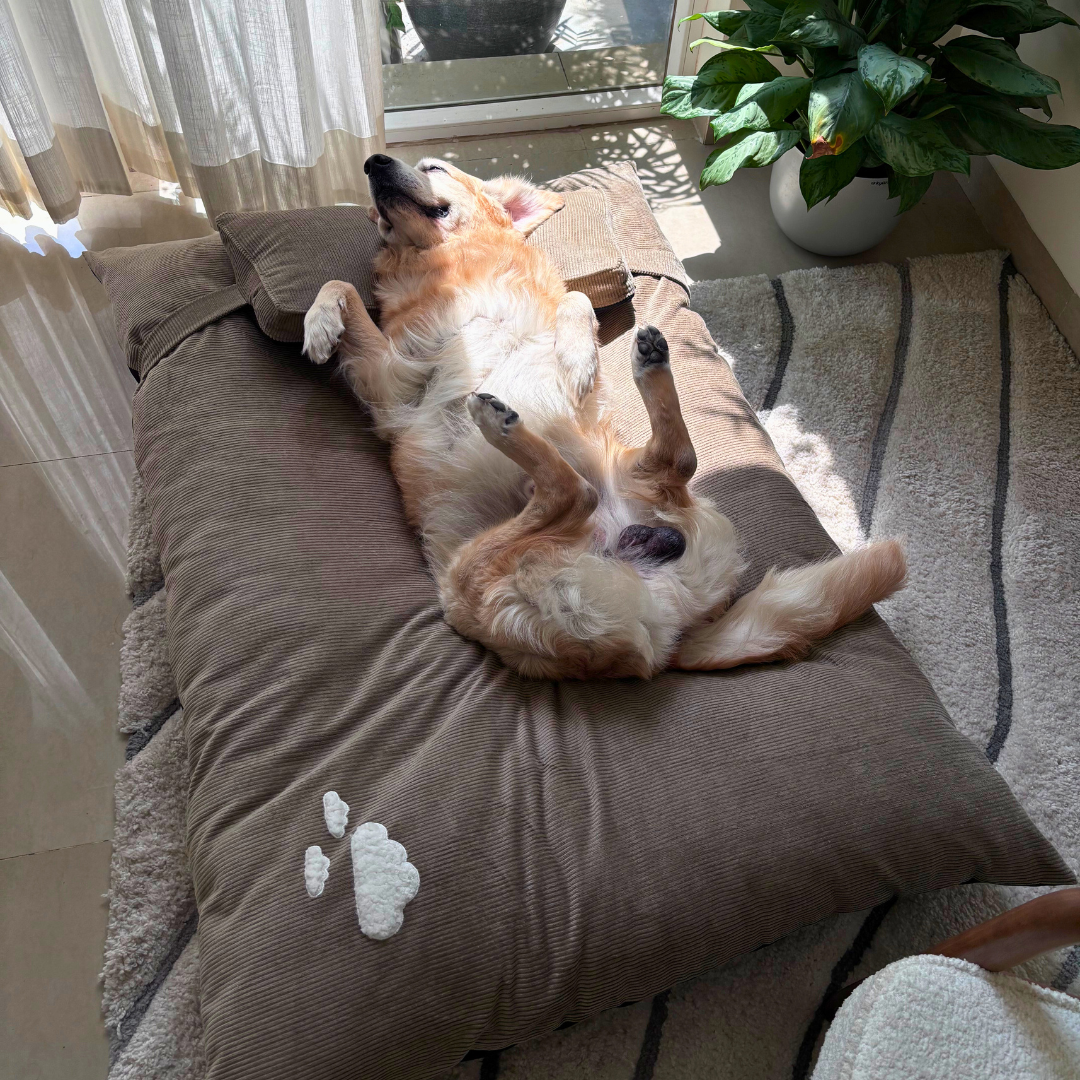 Dog bed with pillow | Cotton Dog beds | XL Dog Beds India