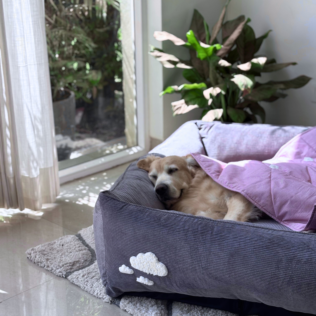 PoochMate Beds | Washable cotton dog beds | Large dog beds India