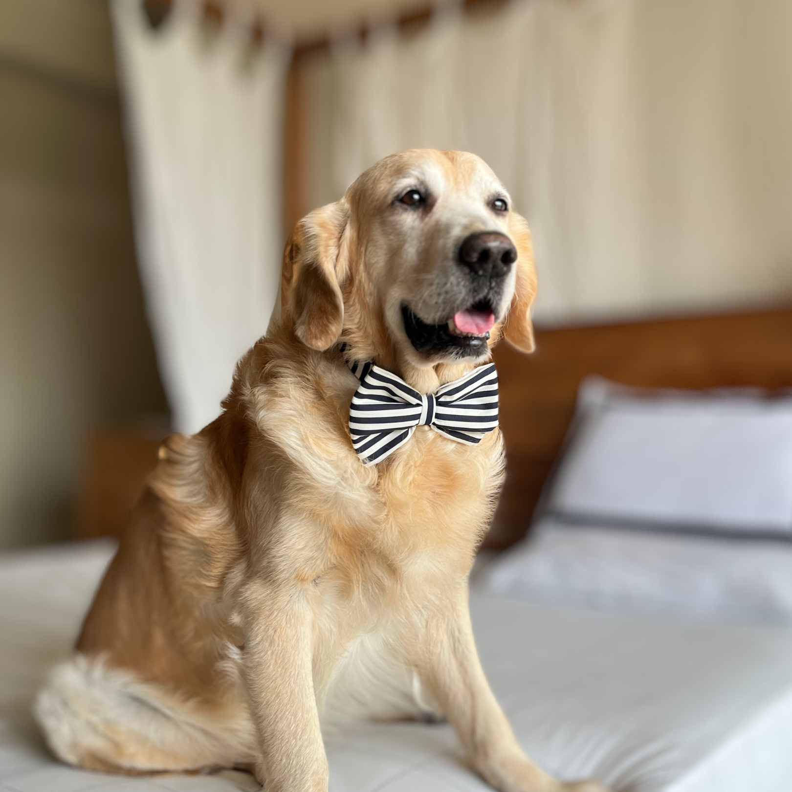 Striped Dog Bow Tie | Adjustable Bow Tie for dogs