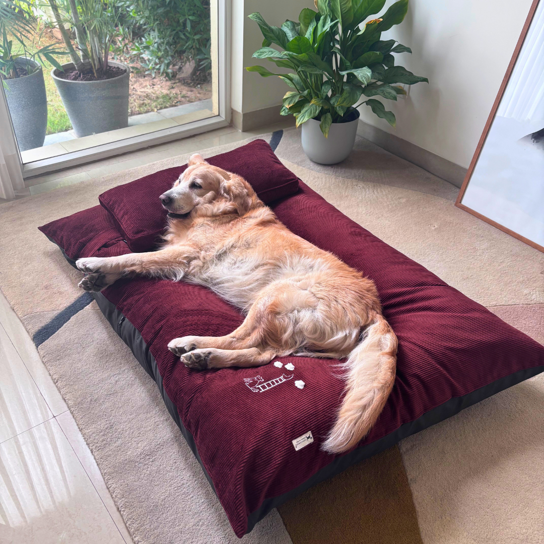Large Dog beds | Dog beds with removable cover | Cotton washable dog beds India | PoochMate Beds