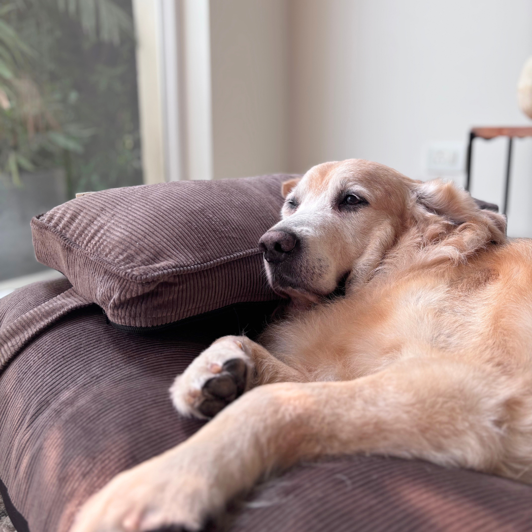 Dog bed with pillow | Cotton Dog beds | XL Dog Beds India