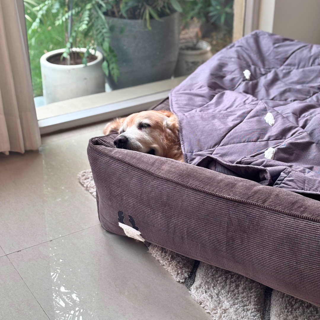 Dog Bedding sets online India | Dog Bed & Blanket Set| PoochMate Beds | Dog bed and blanket set 