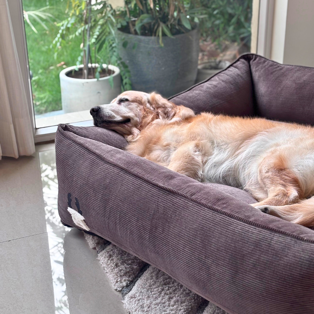 Dog bed with removable cover | Washable dog beds India | PoochMate Beds