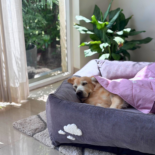 Dog Bedding sets online India | Dog Bed & Blanket Set| PoochMate Beds | Dog bed and blanket set 
