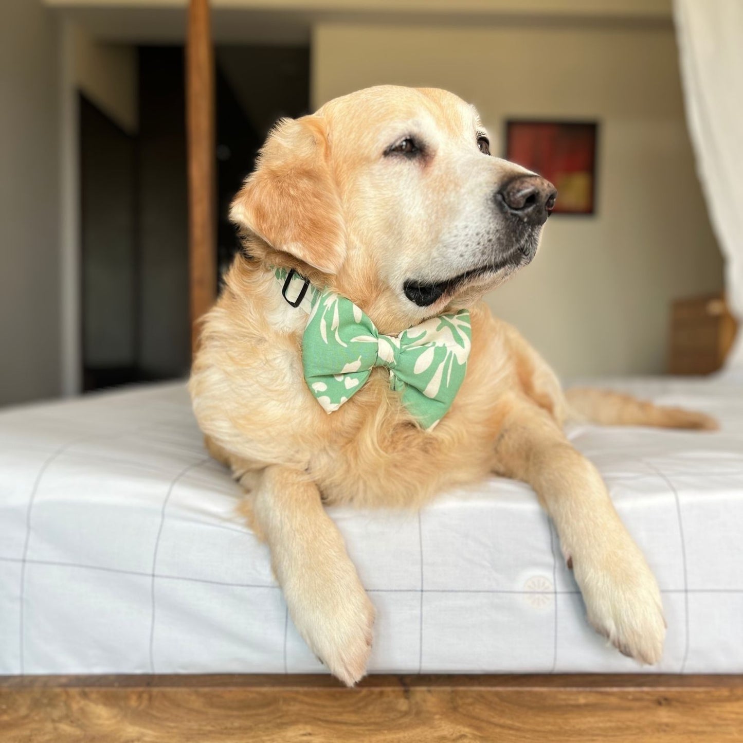 Green Cotton Dog Bow Tie | Dog birthday accessories India