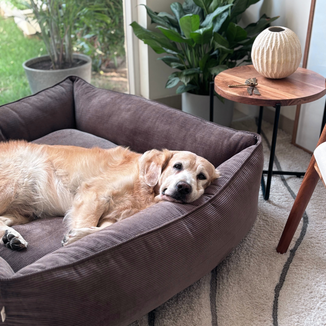 Washable Dog Beds online India | Large Dog Beds | PoochMate Beds