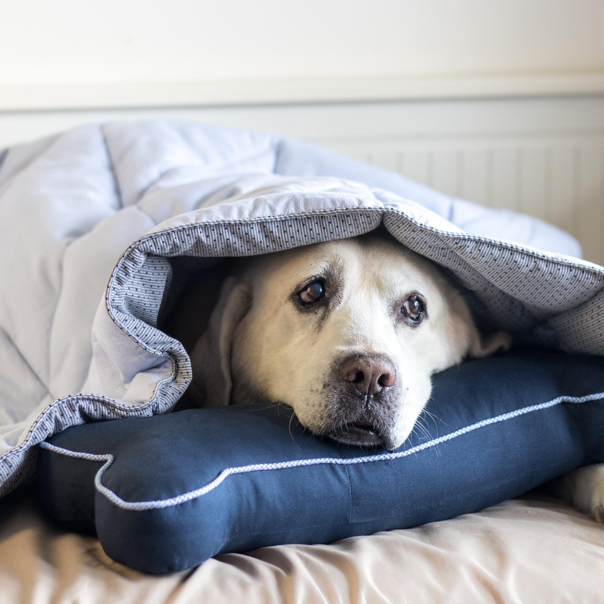 Cotton quilted blanket for dogs| Dog blankets online India