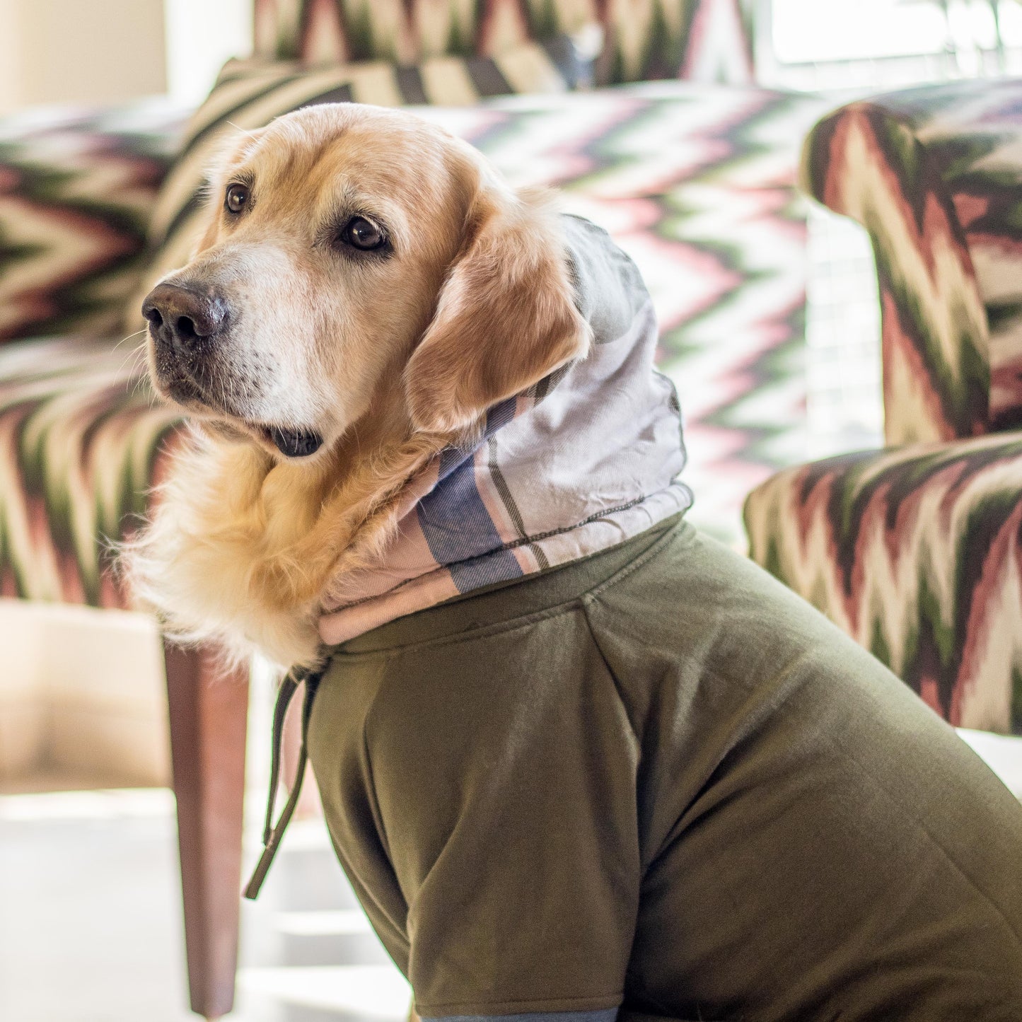 Dog clothes for winters | Dog hoodies online India
