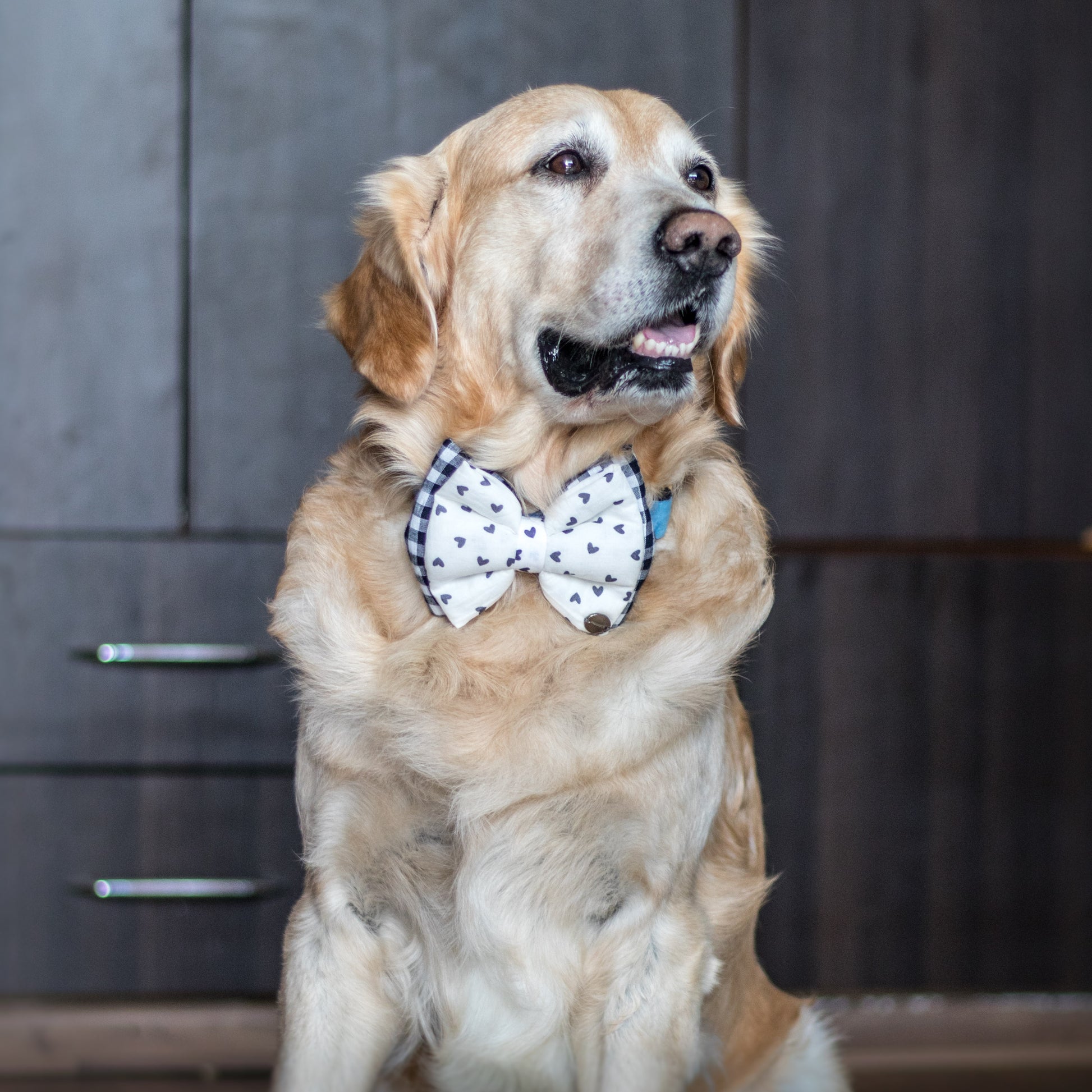 Black dog bow tie| dog bow ties online India 
