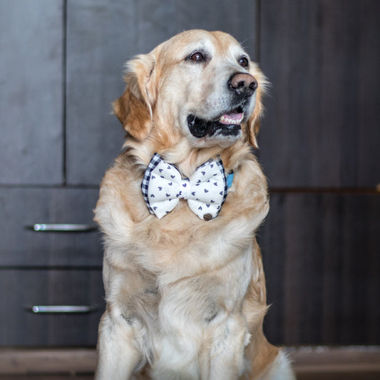 Black dog bow tie| dog bow ties online India 