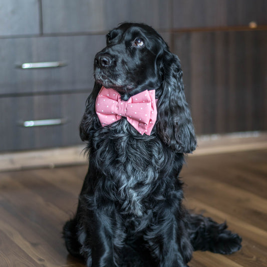 Bow ties for female dogs | clothes for female dogs India