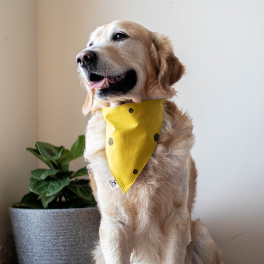 PoochMate Ikat Striped Dog Bandana