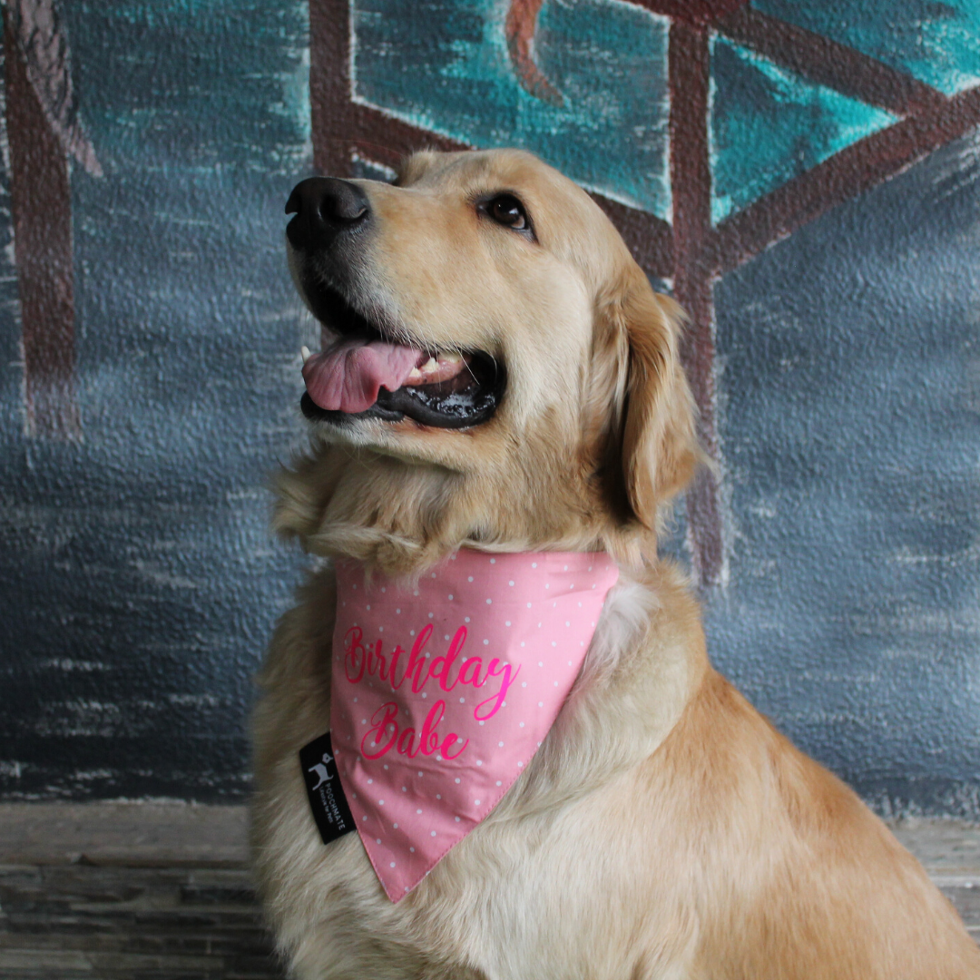 PoochMate Birthday Babe Bandana for Dogs